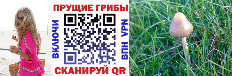 Псилоцибиновые грибы Psilocybe  мега зеркало  Прохладный 